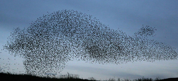 swarm of migrating birds